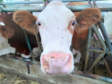 şişmanlatıcı çiftlik