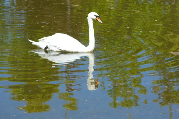 Cisne — Fotografia de Stock