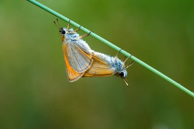 çayır kahverengi kelebek