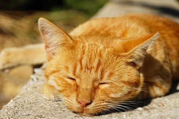 Gato adormecido — Fotografia de Stock