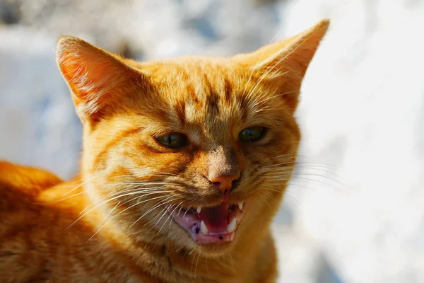 Miau gato — Fotografia de Stock