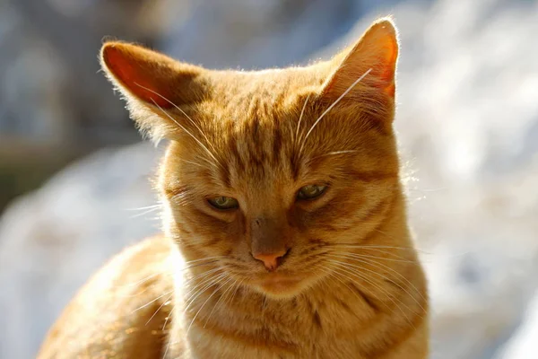 Gato cuidadoso — Fotografia de Stock