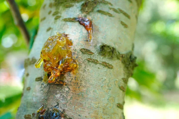 Cherry tree disease — Stock Photo, Image