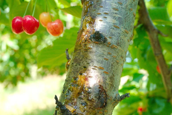 Cherry tree disease — Stock Photo, Image