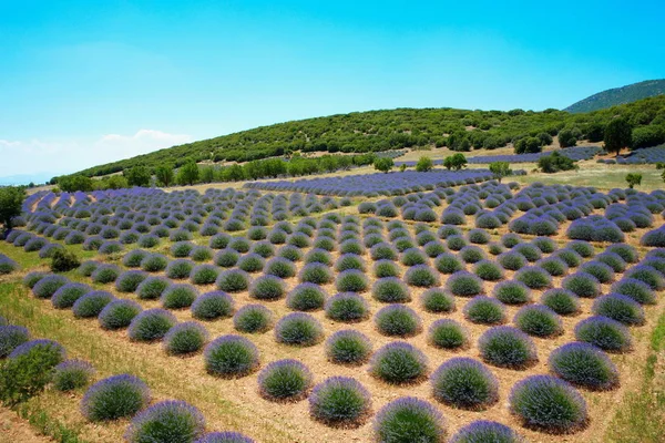 Jardins de lavanda — Fotografia de Stock