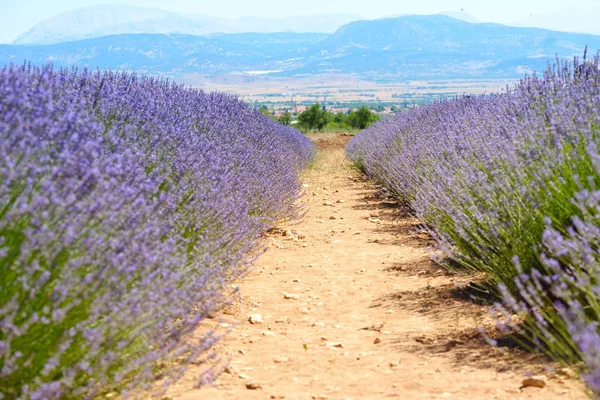 Jardins de lavanda — Fotografia de Stock