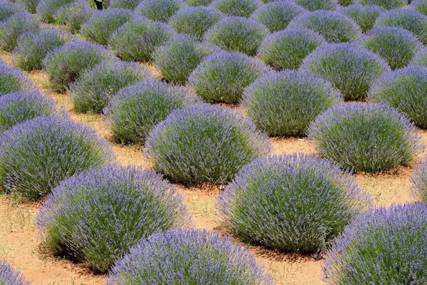 Lavendelgärten — Stockfoto