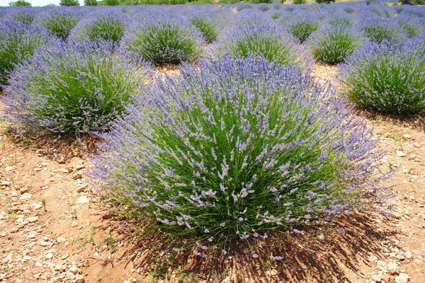 Jardins de lavanda — Fotografia de Stock