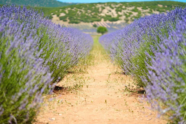 Jardins de lavanda — Fotografia de Stock