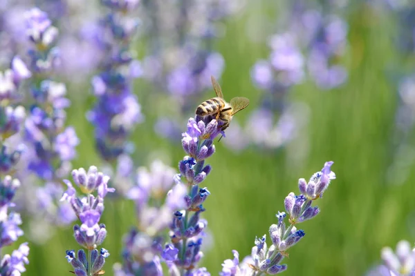 Flores de lavanda — Fotografia de Stock