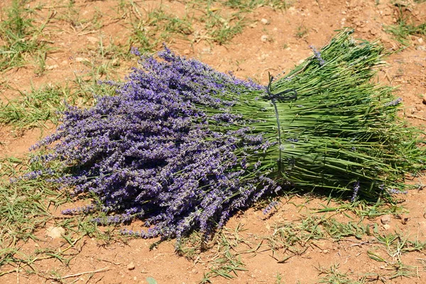 Lavendelanbau — Stockfoto