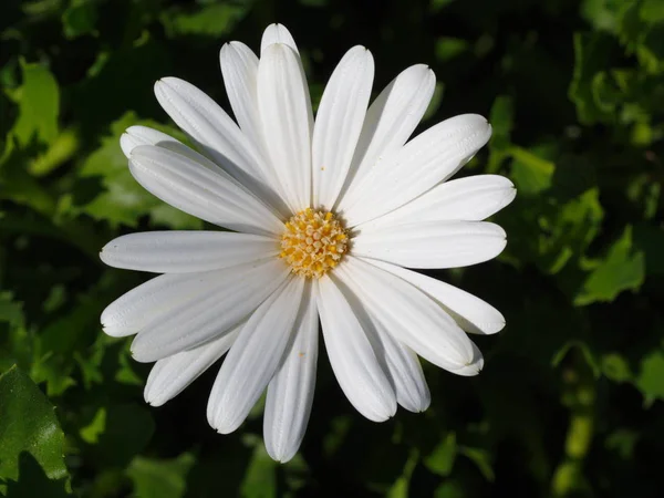 Vita afrikanska daisy — Stockfoto