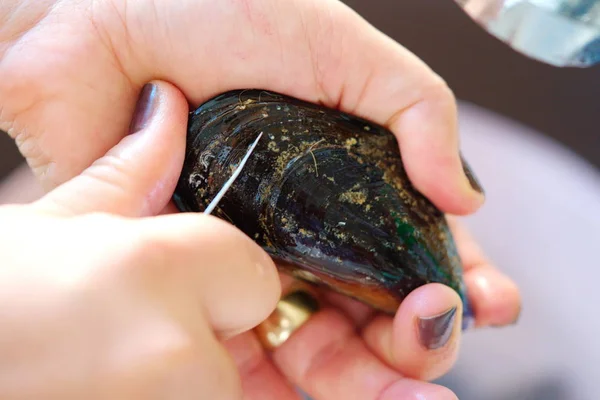 Muscheln, Venusmuscheln — Stockfoto