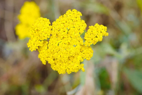 Yarrow amarelo — Fotografia de Stock