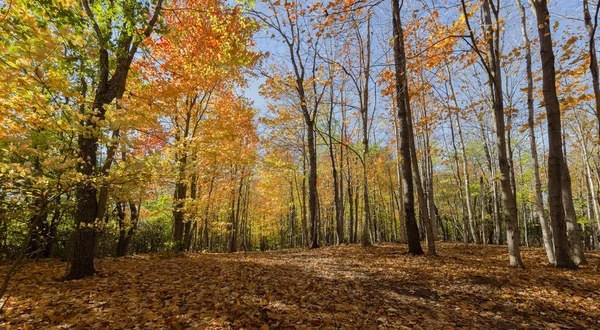 Otoño canadiense en Ontario —  Fotos de Stock