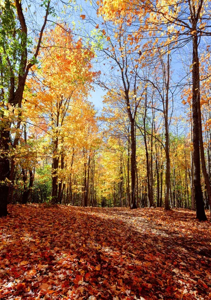Δάσος στα τέλη Οκτωβρίου — Φωτογραφία Αρχείου