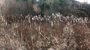 Rüzgar ve bulrush