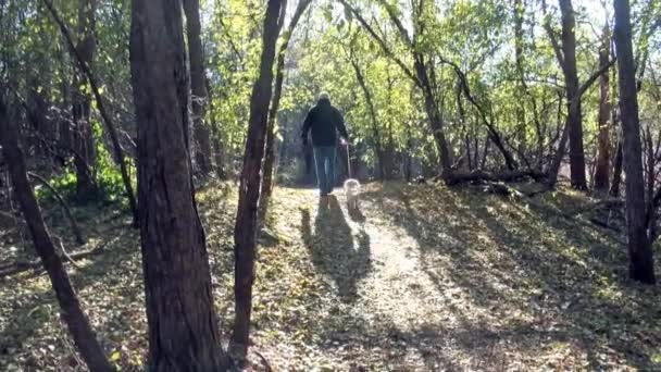 На прогулке с собакой в лесу — стоковое видео