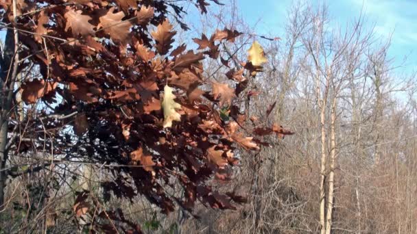 Hojas de otoño de roble alto — Vídeo de stock