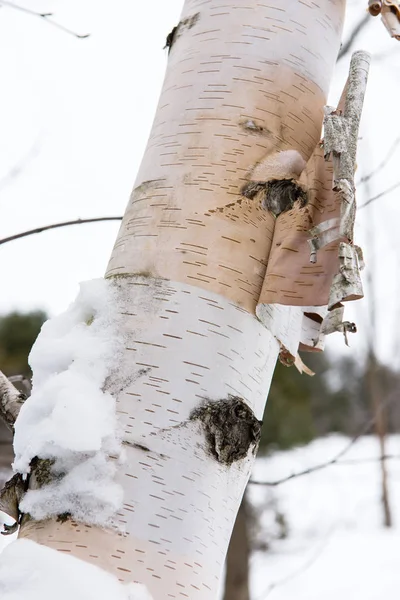 Kışın Huş kabuğu — Stok fotoğraf