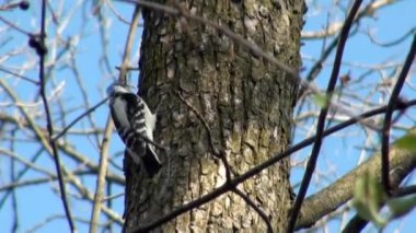 yiyecek aramaya ağaçkakan