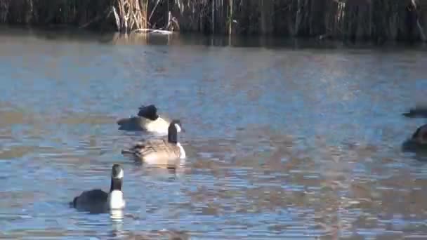 Canadian geese on a small lake — Stock Video