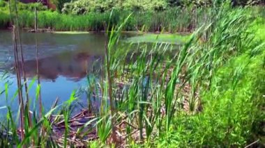 Küçük bir göl kıyısında sazlık çalılıkları