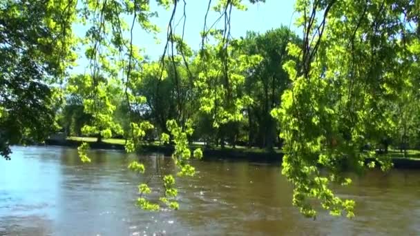 Vent balançant des branches d'arbres sur la rivière — Video