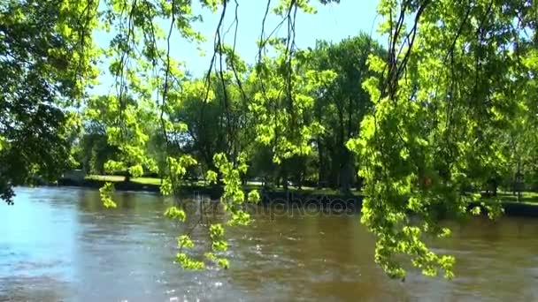 Vent balançant des branches d'arbres sur la rivière 