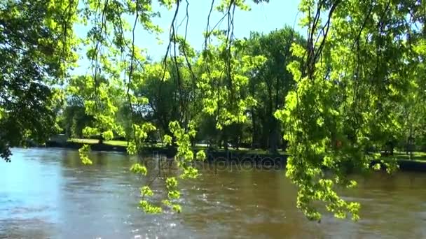 Wind slingert takken van bomen over de rivier — Stockvideo