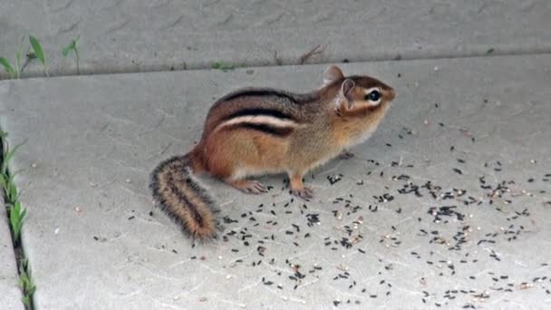 Lunch of a little chipmunk — Stock Video