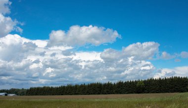 Orman kuşak bitkileri korur