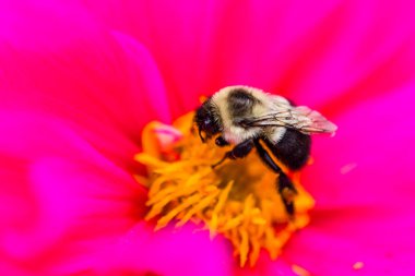 Nektar topluluğu Ağustos sonu itibariyle