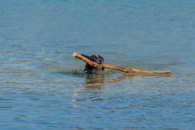  Köpek yelken için dişlerde büyük bir sopa ile