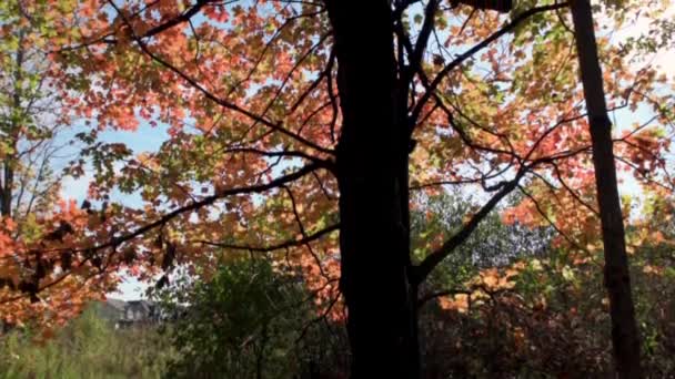 В солнечный день в осеннем лесу — стоковое видео