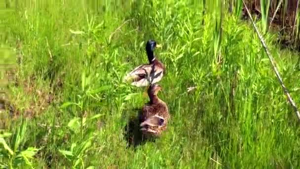 Zwei Junge Enten Und Erpel Die Sich Gras Verstecken — Stockvideo