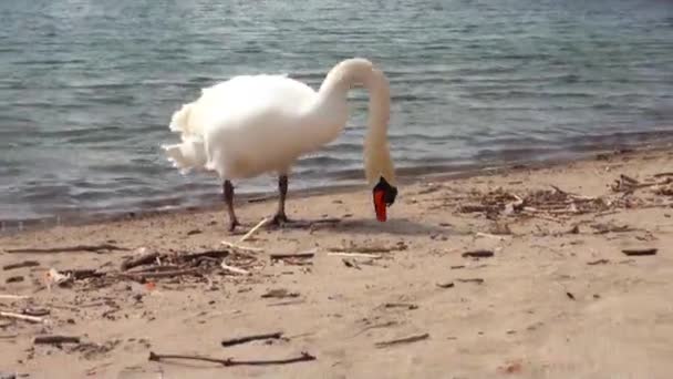 Big White Swan Goes Ashore Meet People — Stock Video
