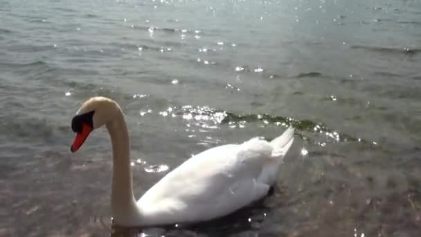 大白鳥は暖かい水の海岸の近くの湖で泳ぐ — ストック動画
