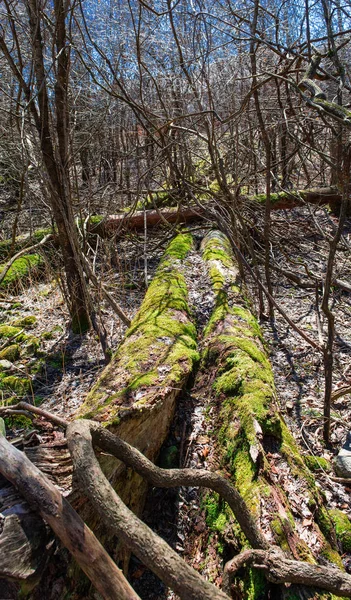 苔は野生の手つかずの自然の中で木々を覆った — ストック写真