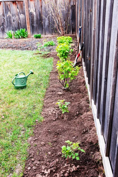 Planted and watered bushes of currants and raspberries — Stock Photo, Image
