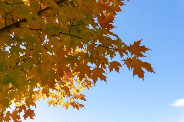 Een aftakking van rode, herfst esdoorn tegen een blauwe lucht — Stockfoto