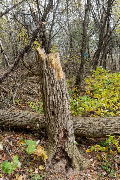 Zlomený strom a hnijící pařez poblíž — Stock fotografie