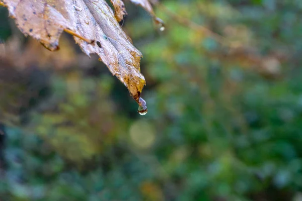 Η πρωινή βροχή πέρασε το φθινόπωρο στο δάσος — Φωτογραφία Αρχείου