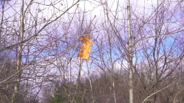 Ein Trockenes Herbstliches Eichenblatt Wiegt Sich Kalten Wind Und Fällt — Stockvideo