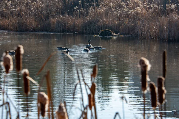 Kanadische Gänse Auf Dem See Fressen Sich Vor Dem Kalten — Stockfoto