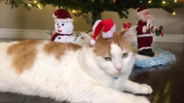 Beautiful Cat Lies Christmas Tree Red Cap Red Cap Santa — Stock Video