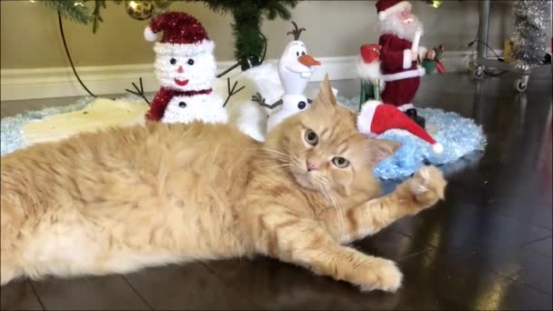 Hermoso Gato Yace Bajo Árbol Navidad Con Una Gorra Roja — Vídeos de Stock