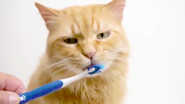 Καθαρισμός Δοντιών Γάτας Ειδική Πάστα Αρωματικά Πρόσθετα Γεύσης Κοτόπουλου Στο — Αρχείο Βίντεο