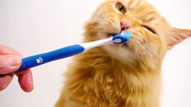 在家里用带有鸡肉味道的芳香添加剂的特殊浆糊清洁猫的牙齿 — 图库视频影像