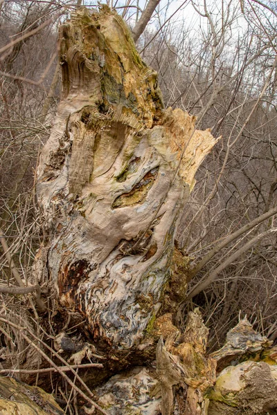 Chore Drzewa Środowisku Naturalnym Gniją Lub Rozpadają Się Pył — Zdjęcie stockowe